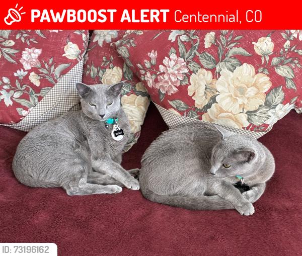 Lost Male Cat last seen S.Holly St. and E. Fair Ave., Centennial, CO 80121
