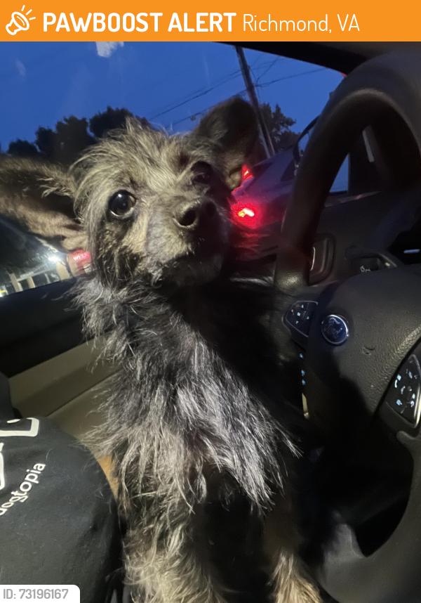 Found/Stray Female Dog last seen Mi Pais Mart, Richmond, VA 23224