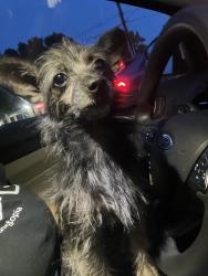 Found/Stray Female Dog last seen Mi Pais Mart, Richmond, VA 23224