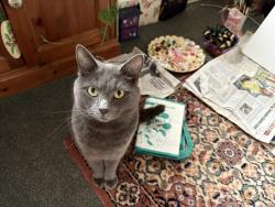 Lost Female Cat last seen Whitedown road, Hampshire, England RG26 4BY