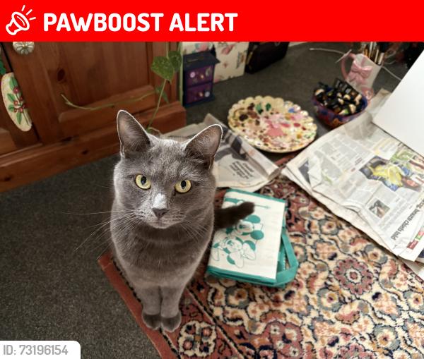 Lost Female Cat last seen Whitedown road, Hampshire, England RG26 4BY