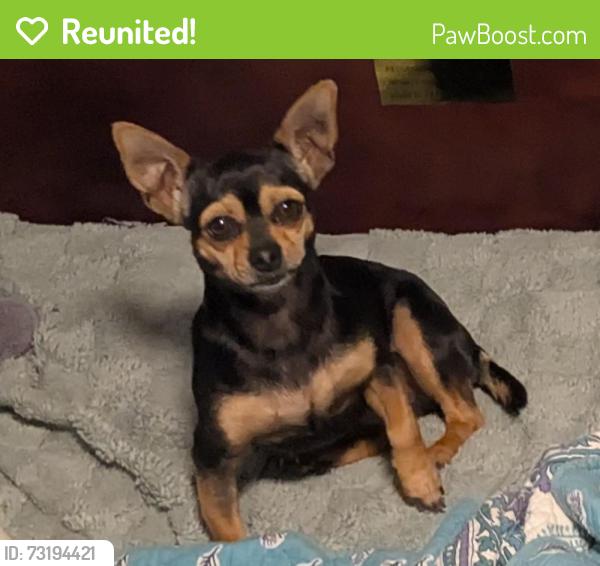Reunited Female Dog last seen Near Palmetto Ln, Fayetteville, NC 28304, USA, Fayetteville, NC 28304