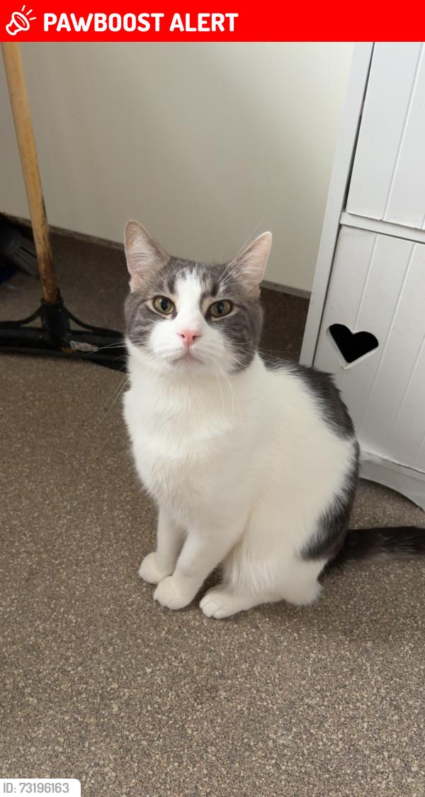 Lost Male Cat last seen Last seen getting chased out the garden by another cat., West Midlands, England B67 6QB