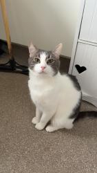 Lost Male Cat last seen Last seen getting chased out the garden by another cat., West Midlands, England B67 6QB
