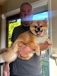 Reunited Male Dog last seen Stanford Ave and Clark Lane, Redondo Beach, CA 90278