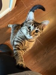 Lost Female Cat last seen Chestnut st & Church st Spencer, Spencer, MA 01562