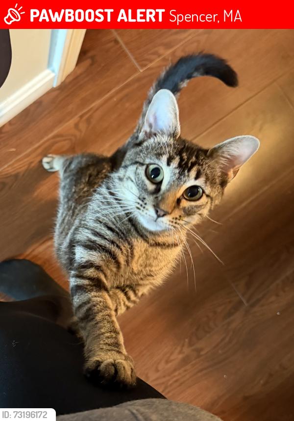 Lost Female Cat last seen Chestnut st & Church st Spencer, Spencer, MA 01562