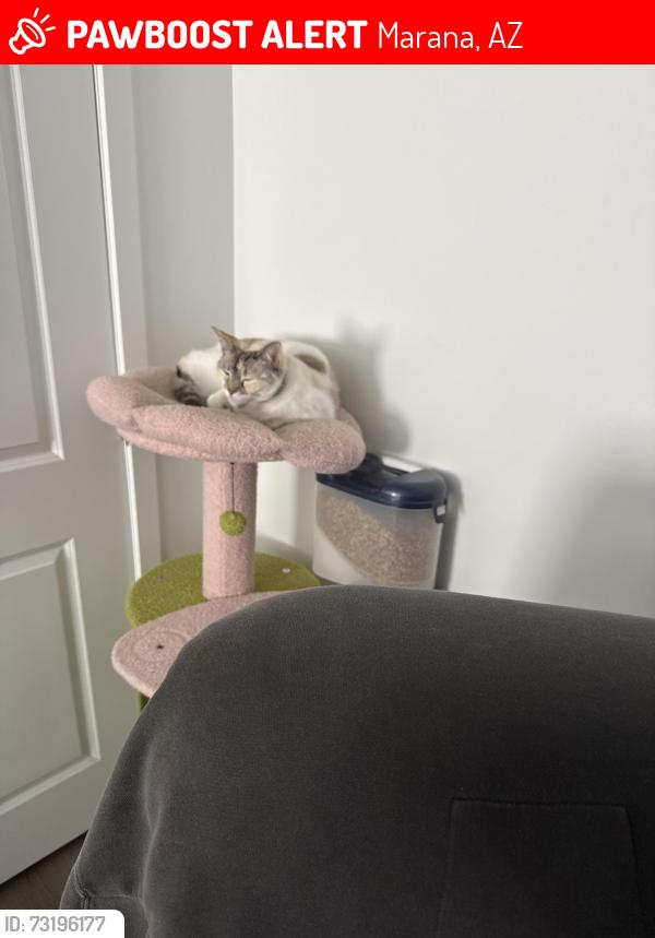 Lost Female Cat last seen N Mustang Xing Rd, Marana, AZ 85653
