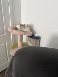 Lost Female Cat last seen N Mustang Xing Rd, Marana, AZ 85653