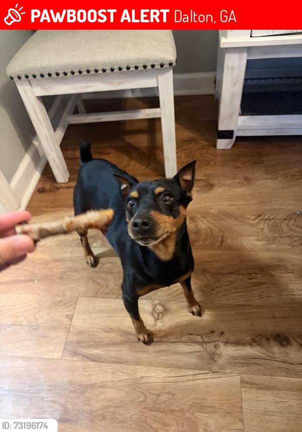 Lost Male Dog last seen Danielle Drive and Raider Drive, Dalton, GA 30721