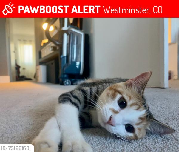 Lost Female Cat last seen 92nd and Knox Ct, Westminster, CO 80031