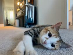 Lost Female Cat last seen 92nd and Knox Ct, Westminster, CO 80031