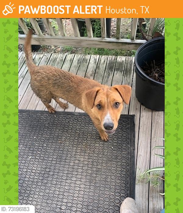Found/Stray Female Dog last seen Alabonson at Greenway Forest Dr., Houston, TX 77088