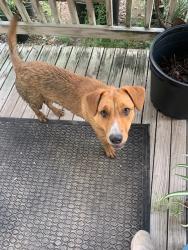 Found/Stray Female Dog last seen Alabonson at Greenway Forest Dr., Houston, TX 77088