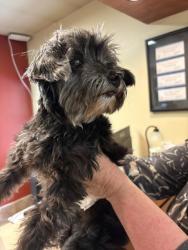 Reunited Male Dog last seen Our Lady of Lourdes, Raleigh, NC 27608
