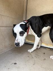 Shelter Stray Male Dog last seen Near BLOCK NW 16TH ST, OKLAHOMA CITY OK 73127, 2811 SE 29th St, Oklahoma City, OK 73129, USA