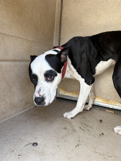 Shelter Stray Male Dog last seen Near BLOCK NW 16TH ST, OKLAHOMA CITY OK 73127, 2811 SE 29th St, Oklahoma City, OK 73129, USA