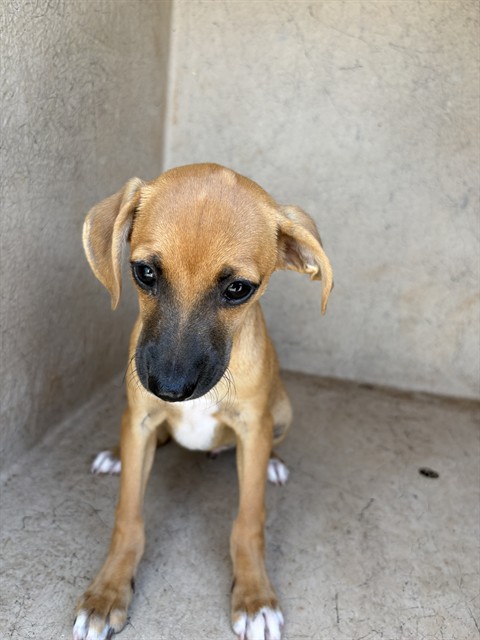 Shelter Stray Male Dog last seen Near BLOCK NW 16TH ST, OKLAHOMA CITY OK 73127, 2811 SE 29th St, Oklahoma City, OK 73129, USA