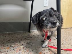 Shelter Stray Female Dog last seen NOT PROVIDED, 5501 E Van Buren St, Phoenix, AZ 85008, USA