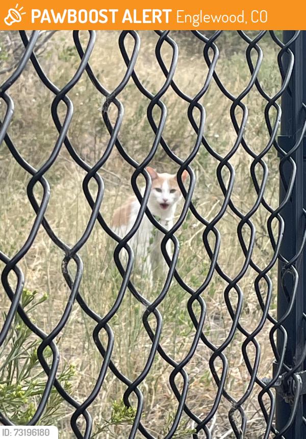 Found/Stray Unknown Cat last seen Santa Fe Blvd and 285, outside Avana on the Platte apmt complex, Englewood, CO 80110