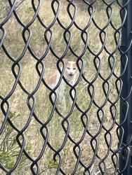 Found/Stray Unknown Cat last seen Santa Fe Blvd and 285, outside Avana on the Platte apmt complex, Englewood, CO 80110