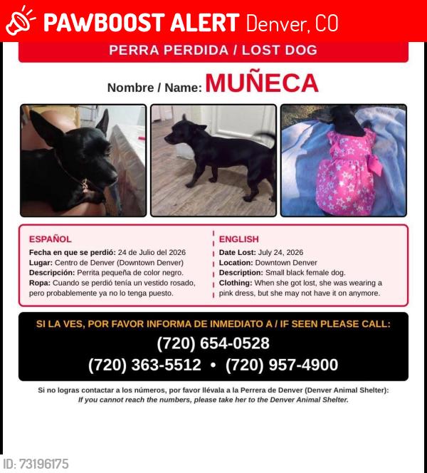 Lost Female Dog last seen Centro de Denver Downtown Denver, Denver, CO 80290