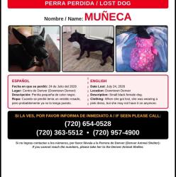 Lost Female Dog last seen Centro de Denver Downtown Denver, Denver, CO 80290