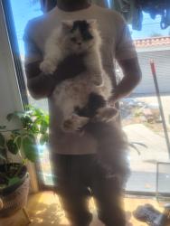 Reunited Male Cat last seen 78st and 6th ave, Los Angeles, CA 90019