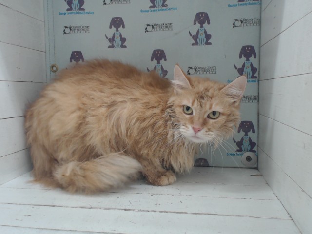 Shelter Stray Female Cat last seen , 2769 Conroy Rd, Orlando, FL 32839, USA