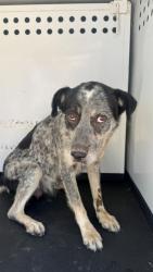 Shelter Stray Female Dog last seen Near BLK TOWNSLEY PL, BAKERSFIELD CA, 201 S Mt Vernon Ave, Bakersfield, CA 93307, USA
