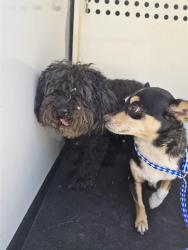 Shelter Stray Male Dog last seen Near BLK OLIVE ST, BAKERSFIELD CA, 201 S Mt Vernon Ave, Bakersfield, CA 93307, USA
