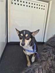 Shelter Stray Male Dog last seen Near BLK OLIVE ST, BAKERSFIELD CA, 201 S Mt Vernon Ave, Bakersfield, CA 93307, USA