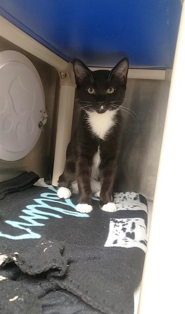Shelter Stray Male Cat last seen CHARLOTTE, 8315 Byrum Dr, Charlotte, NC 28217, USA