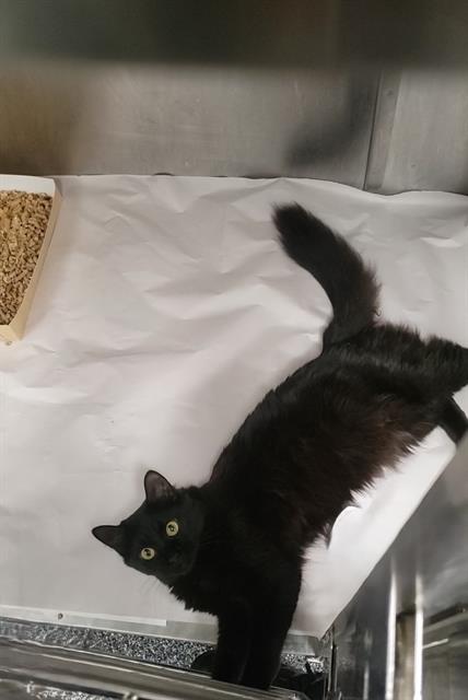 Shelter Stray Female Cat last seen CHARLOTTE, 8315 Byrum Dr, Charlotte, NC 28217, USA