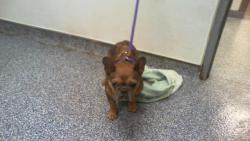 Shelter Stray Female Dog last seen CHARLOTTE, 8315 Byrum Dr, Charlotte, NC 28217, USA