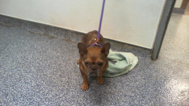 Shelter Stray Female Dog last seen CHARLOTTE, 8315 Byrum Dr, Charlotte, NC 28217, USA