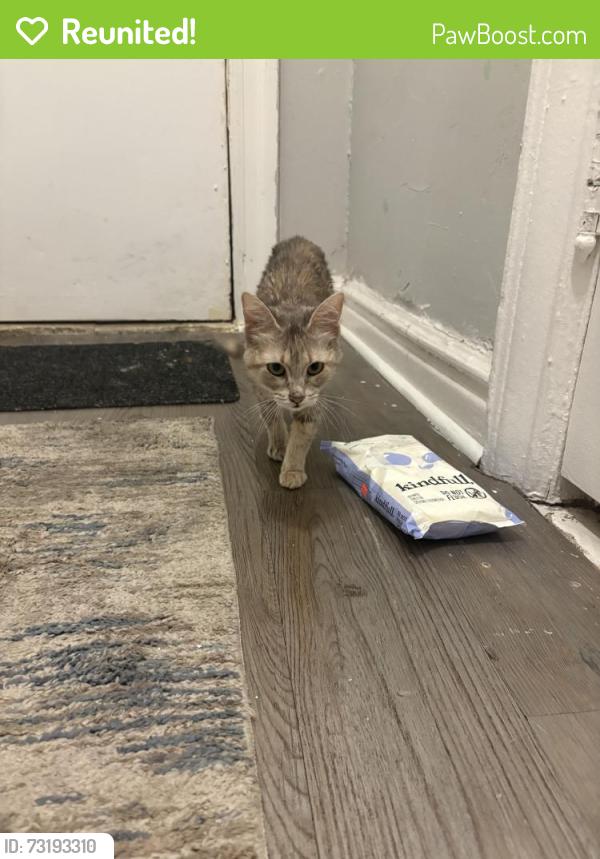 Reunited Unknown Cat last seen Burnside ave, The Bronx, NY 10453