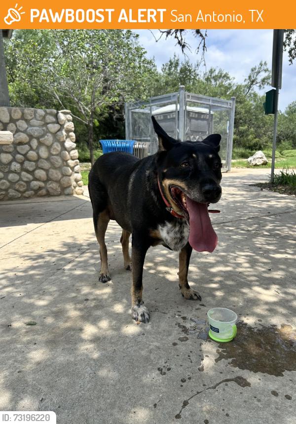 Found/Stray Female Dog last seen Prue Road Trailhead, 7508 Prue Rd, San Antonio, TX 78249, San Antonio, TX 78249