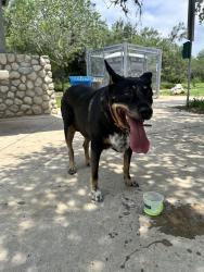 Found/Stray Female Dog last seen Prue Road Trailhead, 7508 Prue Rd, San Antonio, TX 78249, San Antonio, TX 78249