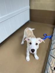 Shelter Stray Female Dog last seen Near BLOCK OF OXFORD, 130 Beyer Way, Chula Vista, CA 91911, USA