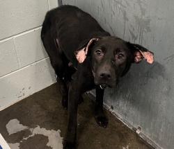 Shelter Stray Female Dog last seen SR 33/CR 474 CLERMONT, 12280 County Rd 448, Tavares, FL 32778, USA
