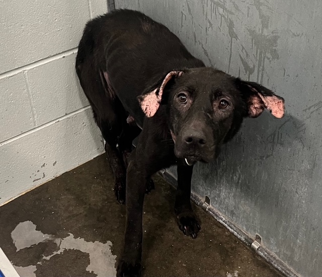 Shelter Stray Female Dog last seen SR 33/CR 474 CLERMONT, 12280 County Rd 448, Tavares, FL 32778, USA