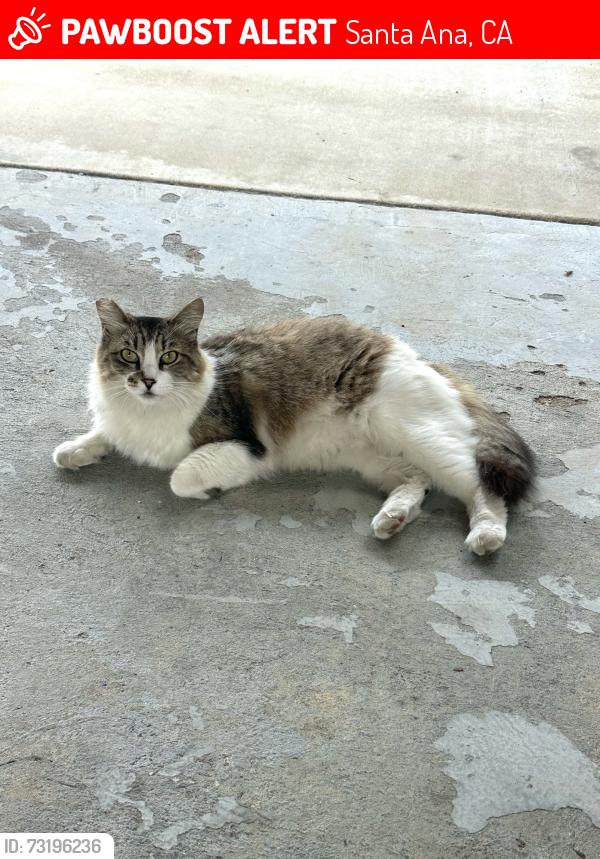 Lost Female Cat last seen S Everglade St, Santa Ana, Santa Ana, CA 92704