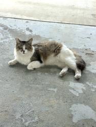 Lost Female Cat last seen S Everglade St, Santa Ana, Santa Ana, CA 92704