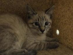 Shelter Stray Male Cat last seen Near BLOCK MISSION BL, 6851 Van Buren Boulevard, Jurupa Valley, CA 92509, USA
