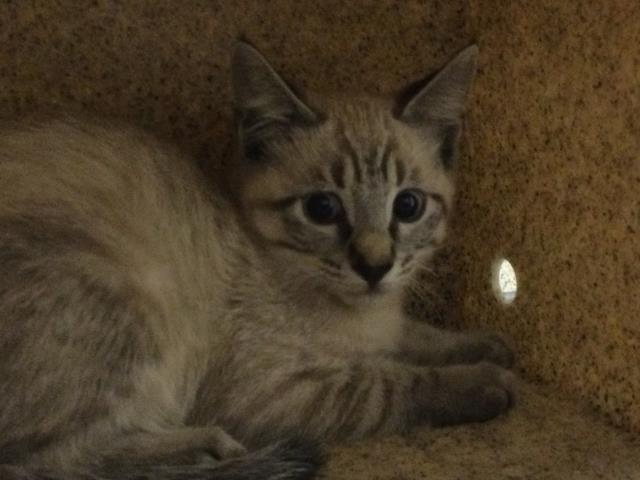 Shelter Stray Male Cat last seen Near BLOCK MISSION BL, 6851 Van Buren Boulevard, Jurupa Valley, CA 92509, USA