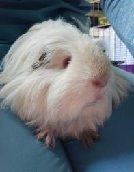Shelter Stray Male Other last seen Near BLOCK 54TH AVE S, KENT WA 98032, 21615 64th Ave S, Kent, WA 98032, USA