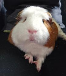 Shelter Stray Male Other last seen Near BLOCK 54TH AVE S, KENT WA 98032, 21615 64th Ave S, Kent, WA 98032, USA