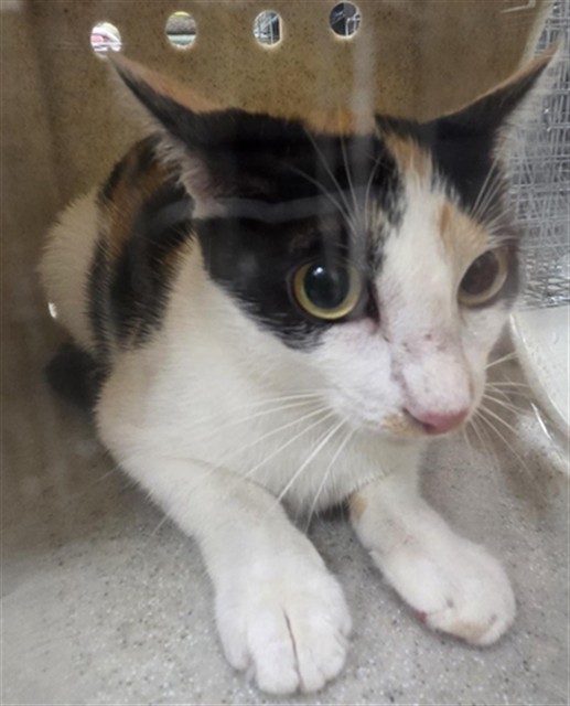 Shelter Stray Female Cat last seen MILLER RD, 232 Eslinger Way, Sanford, FL 32773, USA