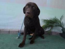 Shelter Stray Male Dog last seen , 4275 Elton St, Baldwin Park, CA 91706, USA